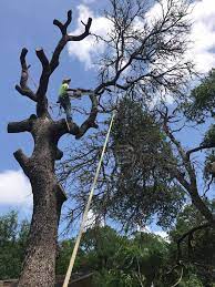 You'll find a good selection this year from several retailers. Blue Thunder Tree Services Arborist Georgetown Tx