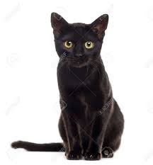 Webmd has compiled images of some of the most common feline skin problems. Black Cat Kitten Looking At The Camera Isolated On White Stock Photo Picture And Royalty Free Image Image 52988556