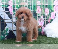 Cavapoo puppies for sale in georgia have exploded in popularity. View Ad Cavapoo Puppy For Sale Near Georgia Marietta Usa Adn 256823