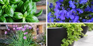 Herb And Flower Container Combinations