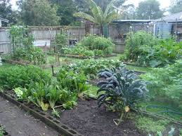 How To Start A Vegetable Garden Part