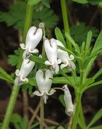 Image result for Squirrel Corn plant