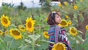 Bunga matahari termasuk ke dalam jenis tanaman yang lunak batangnya karena tidak membentuk kayu. Kebun Bunga Matahari Di Indonesia Phinemo Com