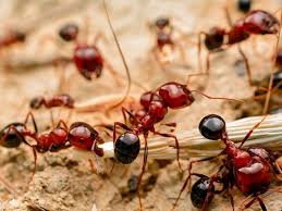fire ants and red ants