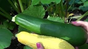 Is yellow squash or zucchini healthier?