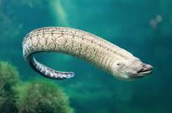 Why eel is not a fish?