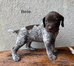 german shorthaired pointer puppies