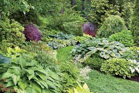 how to plant grow and care for hostas
