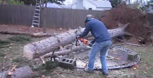 Find out how to correctly and safely cut up and clear a fallen tree in this guide.find out more about the technology that makes echo tools so special on our. Man Cuts Tree In Half When He Is Half Way Through A Huge Surprise Awaits Him Daily Chasers