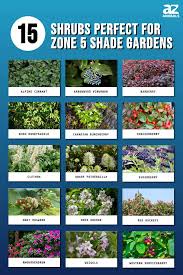 15 Shrubs Perfect For Zone 5 Shade