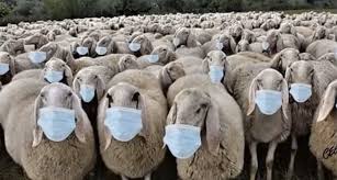 Nous sommes des moutons (égoïstes) : a true story about sheep and climbing