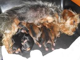 This is the newborn puppy growth stage that lasts until two weeks of age. Newborn Baby Yorkies Newborn Baby