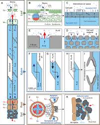 plant xylem hydraulics what we