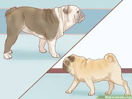 4 Ways To Identify A Pug Wikihow