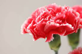 実は奥が深い！？カーネーションの色別の花言葉｜花や花束の宅配・フラワーギフト通販なら花キューピット。贈り物・プレゼントで花を贈ろう。