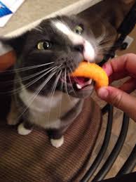 There is some understandable worry from pet owners when cats eat yogurt, so before allowing your cherished pet to lick your spoon, learn the benefits and potential. So My Cat Likes Cheetos Aww