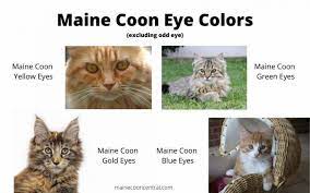how to tell if your cat is part maine