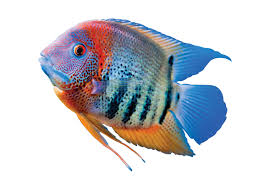 New World Cichlids Care Sheet