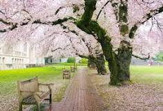 What city has the most cherry blossom trees?
