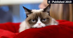 A gallery of pictures of cats for cat lovers. Grumpy Cat Internet Celebrity With A Piercing Look Of Contempt Is Dead At 7 The New York Times