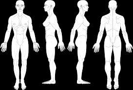 Find the perfect female anatomy diagram stock photo. Body Diagrams