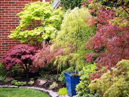 Will the pixie dwarf japanese maple grow in soil with a ph of 8? 38 Japanese Maples Ideas Dwarf Japanese Maple Acer Palmatum Japanese Maple