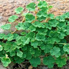 rubus calycinoides creeping raspberry