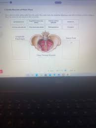 clify muscles of pelvic floor