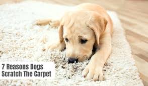 why do dogs scratch the carpet what