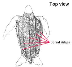 Information About Sea Turtles Species Identification Key