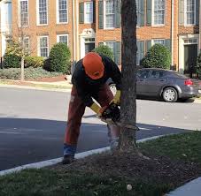 If you are feeling brave, using a chainsaw can be an effective way of removing a stump. Mcdot Division Of Highway Services
