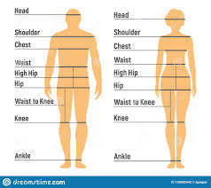 Man And Woman Size Chart Human Front Side Silhouette