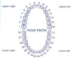 Credible Dental Chart With Teeth Numbers Teeth Number Tooth