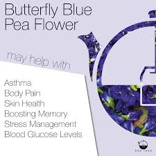 himan erfly blue pea flower tea