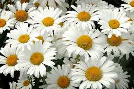 Image result for white flowers
