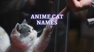 anime cat names 200 cat names ideas