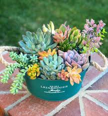 how to save a dying succulent a guide