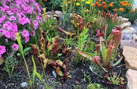 Simple To Install Low Cost Bog Garden