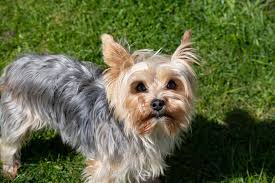 yorkshire terrier dog breed facts
