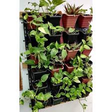 outdoor natural green wall plant