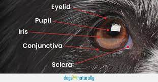 dog eye problems naturally dogs naturally