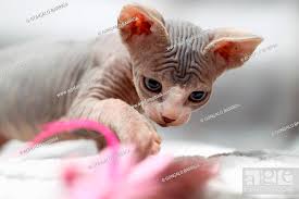 sphynx cat playing with cat toy stock