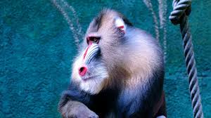 Monkeys are very sharp and intelligent and these monkey trivia questions and answers will help you learn more about different types of monkeys. 100 Animal Quiz Questions And Answers The Ultimate Animal Trivia Quiz