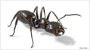 boric acid why it works for ant