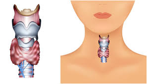 Thyroid Diet What Foods To Eat And Avoid For