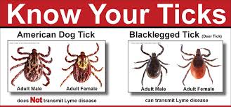 How To Identify Remove A Tick Barf The Art Of Doing