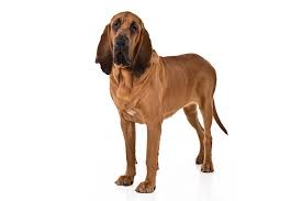Bloodhound Dog Breed Information