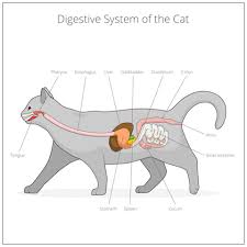 See full list on vetinfo.com My Cat Was Diagnosed With Inflammatory Bowel Disease Ibd Animalbiome