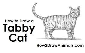 So, here, step by step, is how to draw molly. How To Draw A Cat Tabby