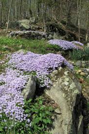 how to grow and care for creeping phlox